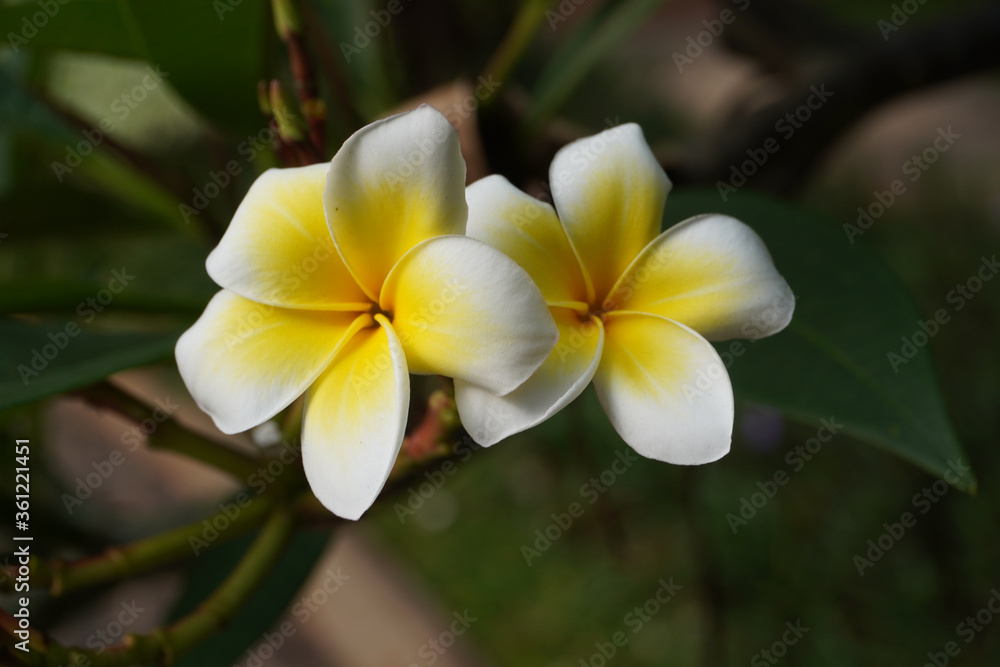 White and yellow flowers. Cambodia flower in the garden. Bali. White and yellow flowers. Cambodia flower in the garden. Bali.