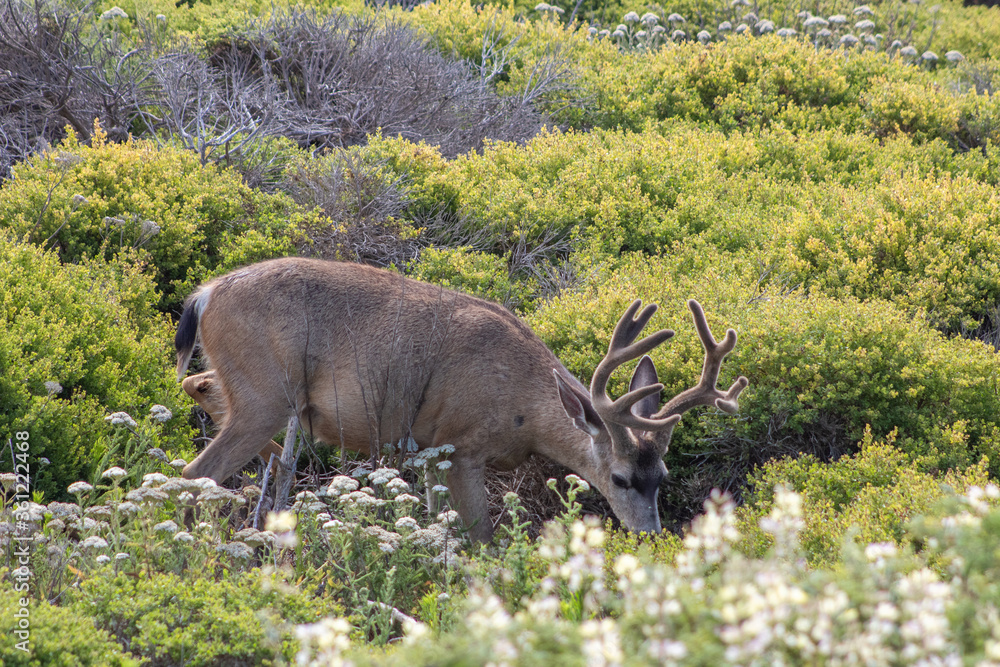 Deer California Coast Deer California Coast