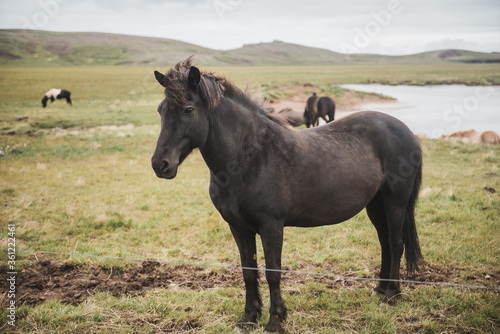 Icelandic horse in the field of scenic nature landscape of Iceland. The Icelandic horse is a breed of horse locally developed in Iceland as Icelandic law prevents horses from being imported. © ALEXSTUDIO