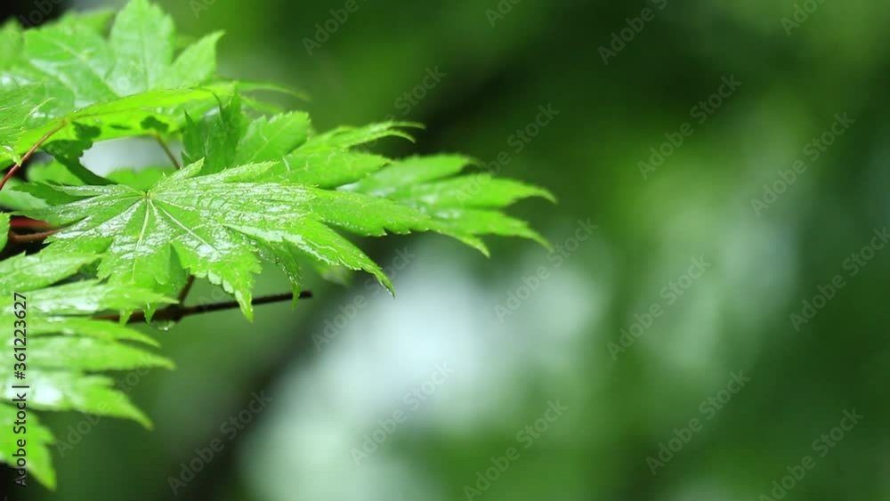 雨の日 青もみじ 梅雨 6月 雨の日 青もみじ 梅雨 6月