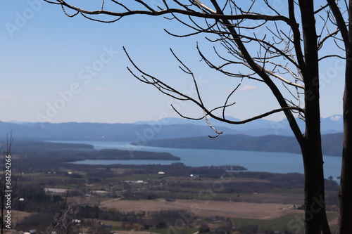 tree in the mountains