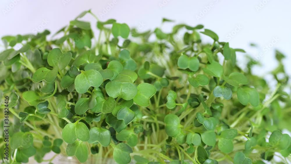 Cropped view of man with scissors cutting microgreens isolated on white Cropped view of man with scissors cutting microgreens isolated on white