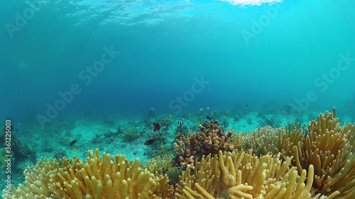 Fototapeta Naklejka Na Ścianę i Meble -  Coral garden seascape and underwater world. Colorful tropical coral reefs. Life coral reef. Panglao, Bohol, Philippines.