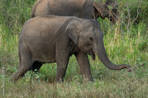 スリランカの赤ちゃん象