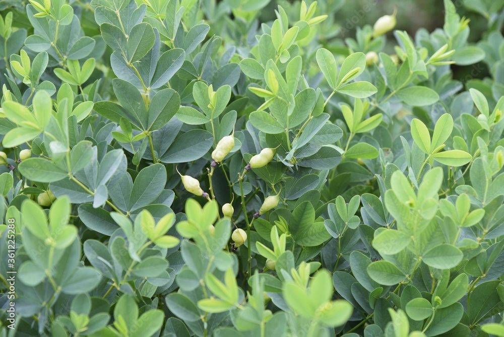 Obraz premium Siberian lupin (Thermopsis lupinoides) is a Fabaceae perennial plant that grows along the coastline, blooming in early summer and producing legumes after flowering.