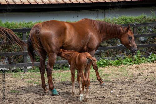  a foal sucking milk from its mother