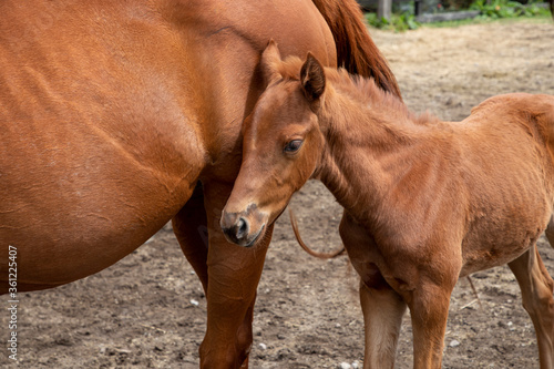  foal with mother close-up