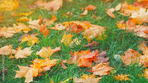 Yellow, orange and red september autumn leaves on ground in beautiful fall park. Fallen golden autumn leaves on green grass in sunny morning light yard, toned photo. October landscape background.