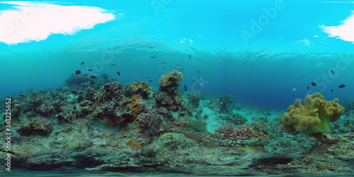 Fototapeta Naklejka Na Ścianę i Meble -  Tropical fishes and coral reef underwater. 360VR foto. Hard and soft corals, underwater landscape. Travel vacation concept