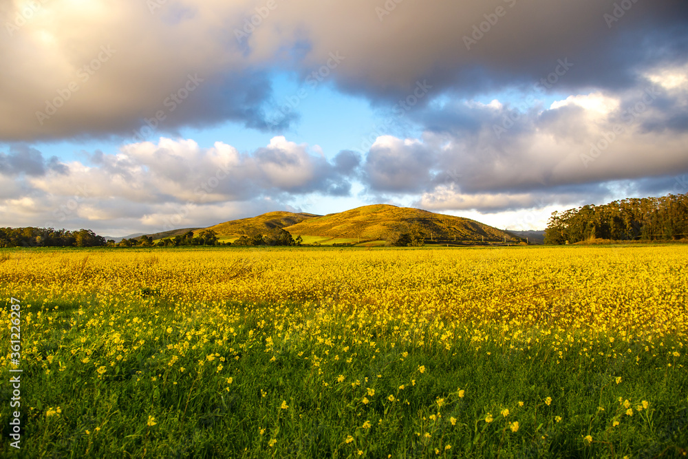 Meadow with yellow flowers. Nature in California.