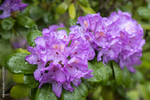 Purple azalea and green bush leaves.