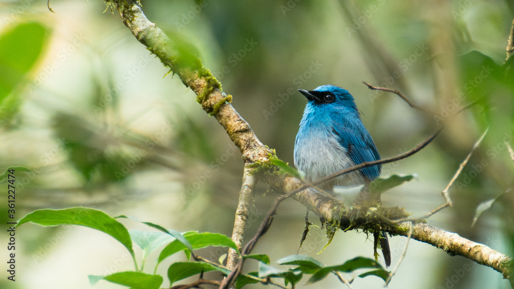 Indigo flycatcher perhced on a branch