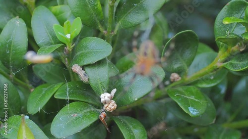 A close up of a spider. High quality footage. Macro