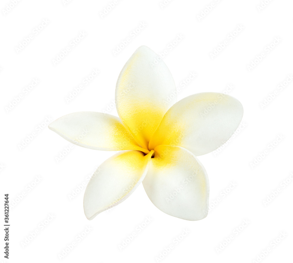 flowers frangipani or plumeria isolated on white background ,include clipping path