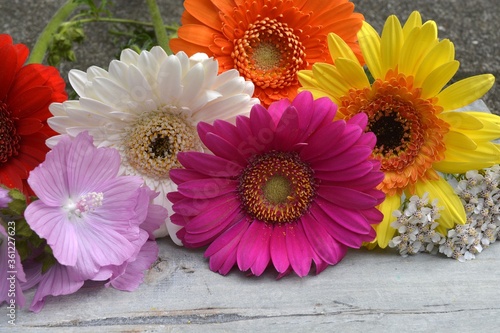 Closeup of the beautiful Transvaal daisy flowers with wildflowers isolated on the wooden surface photo