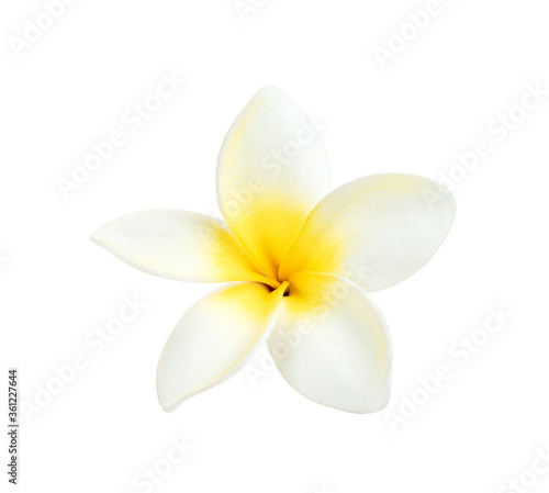 flowers frangipani or plumeria isolated on white background  include clipping path