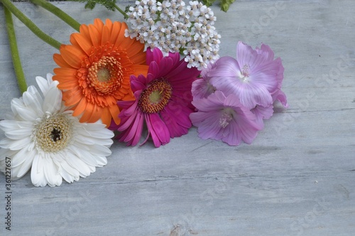 Closeup of the beautiful Transvaal daisy flowers with wildflowers isolated on the wooden surface photo