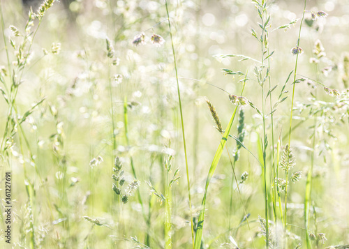 green grass in summer