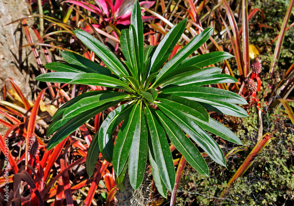 Obraz premium Euphorbia leaves (Euphorbia stygiana)