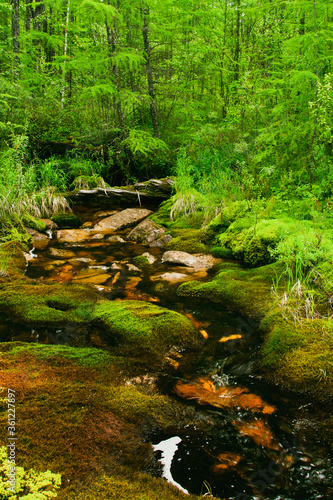 Mountain taiga stream  in the stream there are stones  on the Bank the stones are covered with moss  Yakutia  Russia.