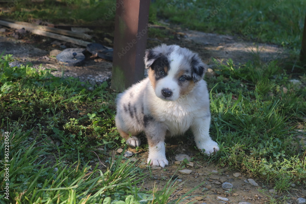 Blue Merle Australian Shepherd Blue Merle Australian Shepherd