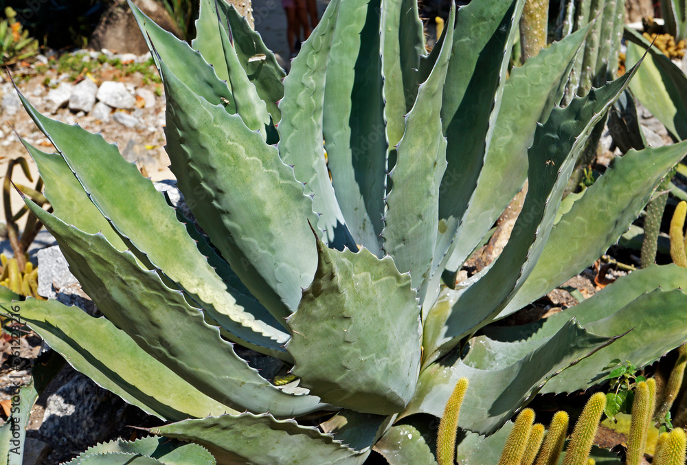 Fototapeta premium Agave plant in the garden