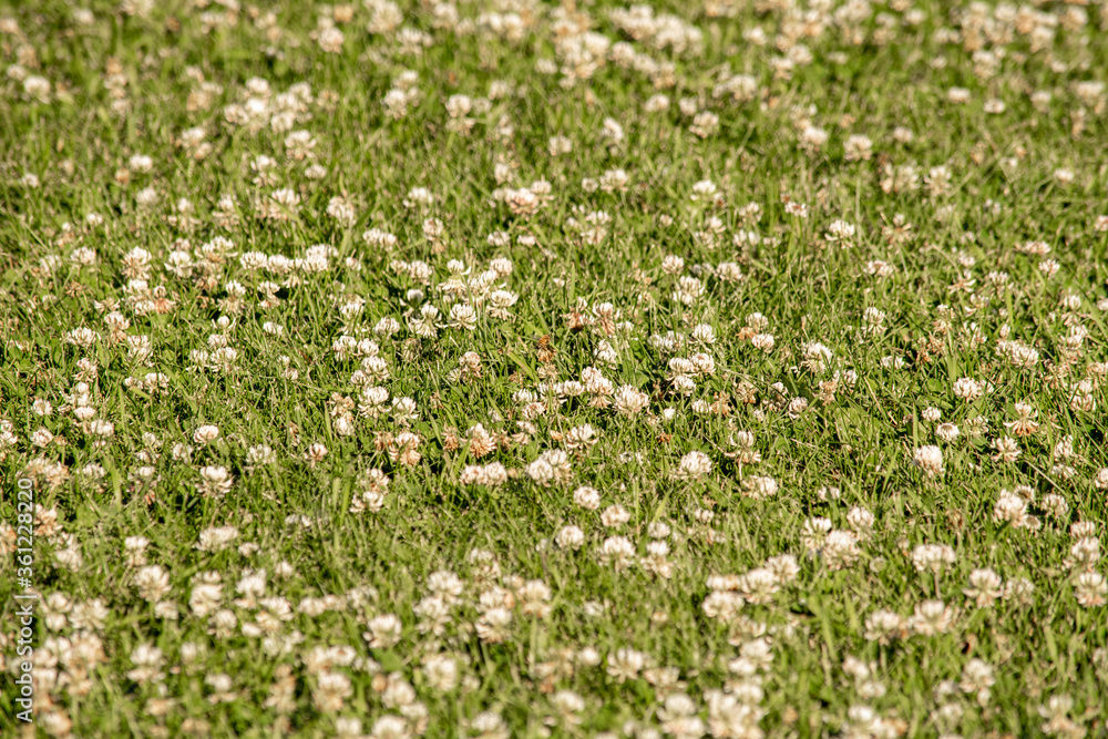 field of flowers