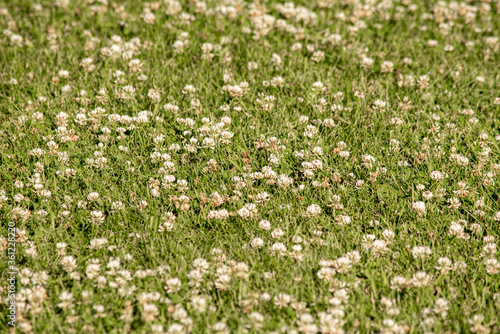 field of flowers