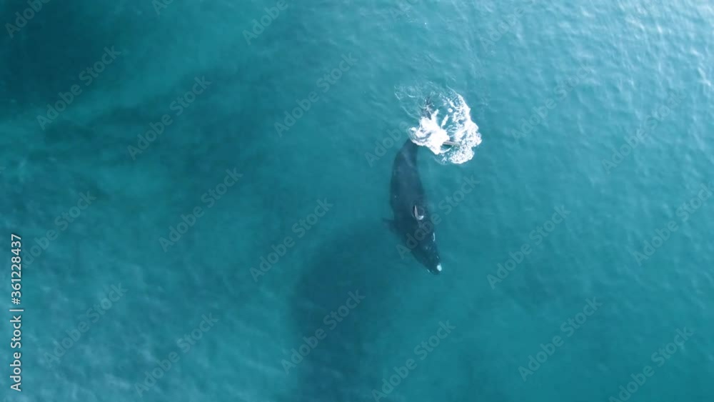 A Beautiful Right Whale Rolling and Playing with the Fluke, Aerial Shot, Slowmotion A Beautiful Right Whale Rolling and Playing with the Fluke, Aerial Shot, Slowmotion