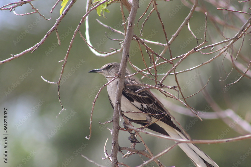 Obraz premium Mockingbird