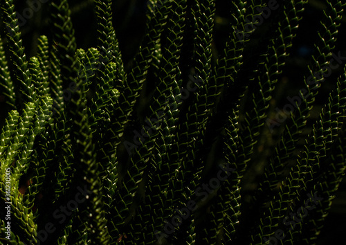 green fern leaf