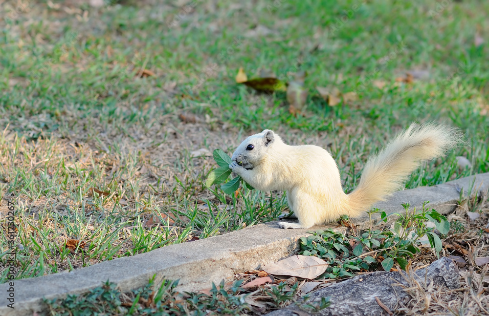 White Squirrel