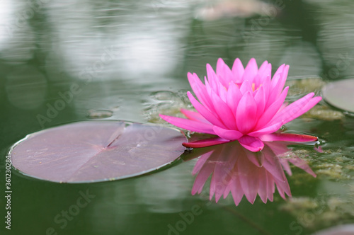 A Vibrant Pink Water Lily © Ferdie Images