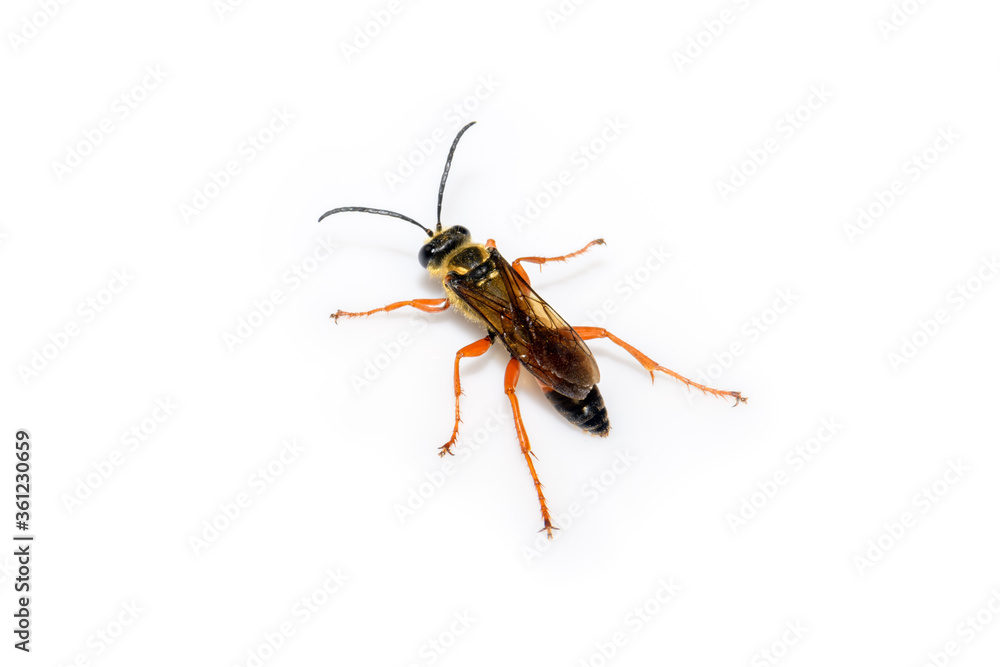 great golden digger wasp or sand digger - Sphex ichneumoneus great golden digger wasp or sand digger - Sphex ichneumoneus
