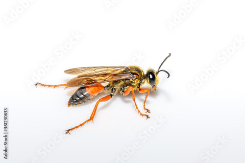 Great golden digger wasp or sand digger - Sphex ichneumoneus