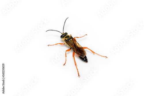 great golden digger wasp or sand digger - Sphex ichneumoneus