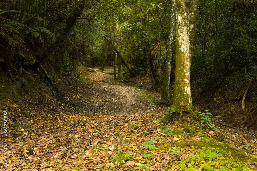 Obraz premium path in the woods