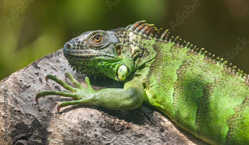 iguana © markrhiggins