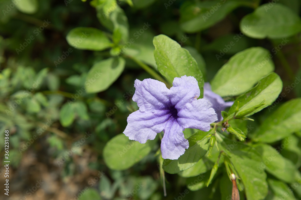 Campanula patula or spreading bellflower.beautiful natural. Campanula patula or spreading bellflower.beautiful natural.