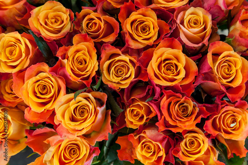 Fototapeta Naklejka Na Ścianę i Meble -  yellow roses