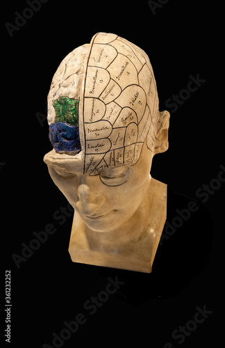 Принти на полотні exposed brain