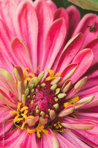 pink zinnia macro