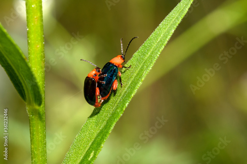 Asphaera lustrans - Shiny Flea Beetle