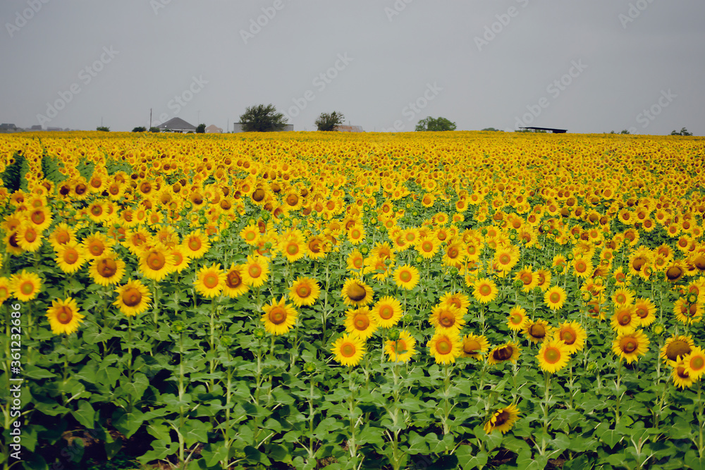 sunflowers in summer for background