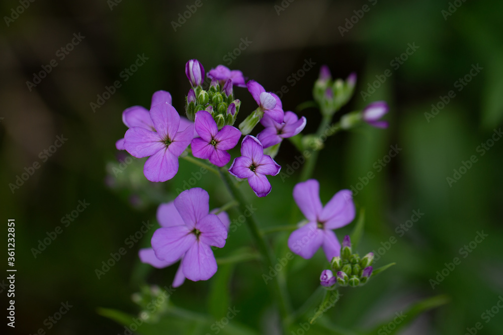 purple dane's rocket flowers