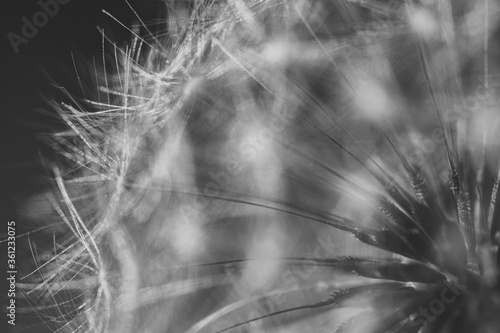 dandelion seeds in black and white
