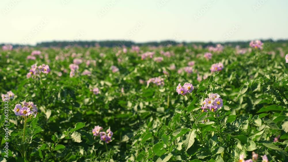 juicy green, pink blossoming potato bushes planted in rows on a farm field. potato growing. Agriculture. summer sunny day juicy green, pink blossoming potato bushes planted in rows on a farm field. potato growing. Agriculture. summer sunny day