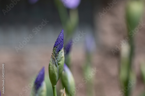 purple iris buds