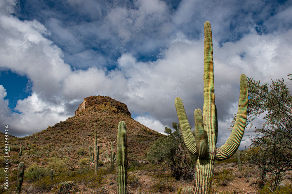 arizona saguaro cactus