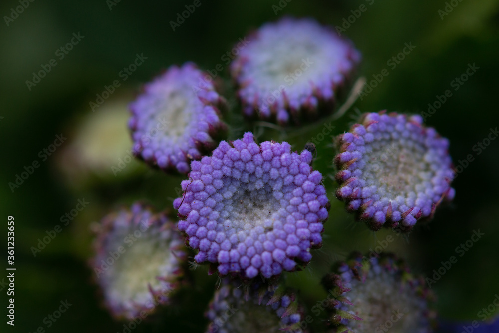 blue mink buds macro blue mink buds macro